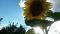 Sollnce
