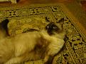 Click image for larger version

Name:	DSC01935.JPG
Views:	13
Size:	131.7 Кб
ID:	175448