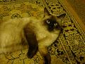 Click image for larger version

Name:	DSC01936.JPG
Views:	21
Size:	138.3 Кб
ID:	175449