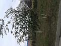 Click image for larger version

Name:	20131207_140557.jpg
Views:	7
Size:	146.0 Кб
ID:	175545