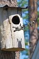 Click image for larger version

Name:	614305-R3L8T8D-650-baby-common-goldeneye-ducks-leaving-nest-flying-for-first-time.jpg
Views:	26
Size:	66.3 Кб
ID:	175825