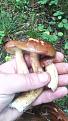 Click image for larger version

Name:	IMG_20140903_172655.jpg
Views:	11
Size:	60.2 Кб
ID:	176023
