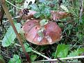 Click image for larger version

Name:	2014-09-02 12.06.47.jpg
Views:	1
Size:	151.7 Кб
ID:	176024