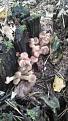 Click image for larger version

Name:	IMG_20140914_124346.jpg
Views:	12
Size:	66.5 Кб
ID:	176039