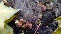 Click image for larger version

Name:	IMG_20141010_103232.jpg
Views:	23
Size:	61.6 Кб
ID:	176052