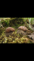 Click image for larger version

Name:	IMG_2855.PNG
Views:	41
Size:	192.1 Кб
ID:	176372