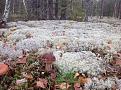 Click image for larger version

Name:	10.jpg
Views:	34
Size:	190.8 Кб
ID:	176664