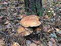 Click image for larger version

Name:	IMG_2347.jpg
Views:	12
Size:	221.4 Кб
ID:	176778