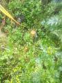 Click image for larger version

Name:	IMG_20170925_165242.jpg
Views:	28
Size:	84.9 Кб
ID:	177231