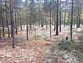 Click image for larger version

Name:	бор1.jpg
Views:	14
Size:	204.1 Кб
ID:	177993