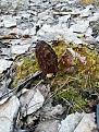 Click image for larger version

Name:	IMG_20200504_182813.jpg
Views:	14
Size:	113.9 Кб
ID:	178097