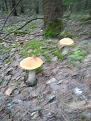 Click image for larger version

Name:	IMG_080720_054014.jpg
Views:	14
Size:	84.1 Кб
ID:	178144