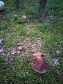 Click image for larger version

Name:	IMG_290720_042334.jpg
Views:	11
Size:	149.1 Кб
ID:	178211