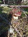 Click image for larger version

Name:	IMG_20200728_080726.jpg
Views:	11
Size:	127.0 Кб
ID:	179536