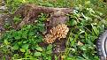Click image for larger version

Name:	IMG_20200831_174106.jpg
Views:	21
Size:	173.0 Кб
ID:	179638