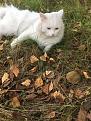 Click image for larger version

Name:	IMG_8203.jpg
Views:	53
Size:	121.5 Кб
ID:	179691