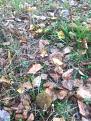 Click image for larger version

Name:	IMG-20201010-WA0014.jpg
Views:	20
Size:	112.7 Кб
ID:	179713
