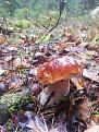 Click image for larger version

Name:	IMG_20201015_090655.jpg
Views:	20
Size:	103.1 Кб
ID:	179727