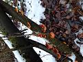 Click image for larger version

Name:	20201124_160310.jpg
Views:	18
Size:	163.8 Кб
ID:	179803