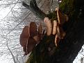 Click image for larger version

Name:	20201124_162935.jpg
Views:	13
Size:	137.8 Кб
ID:	179805