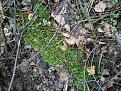 Click image for larger version

Name:	IMG_20210506_161009.jpg
Views:	19
Size:	223.2 Кб
ID:	179872