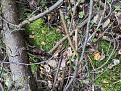 Click image for larger version

Name:	IMG_20210506_161006.jpg
Views:	18
Size:	202.2 Кб
ID:	179873