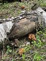 Click image for larger version

Name:	IMG_7794.jpg
Views:	16
Size:	172.4 Кб
ID:	179944
