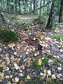 Click image for larger version

Name:	IMG_190821_162709.jpg
Views:	17
Size:	173.5 Кб
ID:	180027