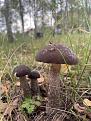 Click image for larger version

Name:	IMG_9537.jpg
Views:	22
Size:	84.7 Кб
ID:	180132