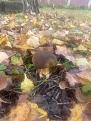 Click image for larger version

Name:	IMG_0231.jpg
Views:	11
Size:	65.9 Кб
ID:	180258