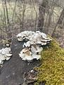 Click image for larger version

Name:	IMG_2699.jpg
Views:	17
Size:	85.3 Кб
ID:	180391
