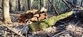 Click image for larger version

Name:	IMG_20220428_075438.jpg
Views:	7
Size:	161.8 Кб
ID:	180395