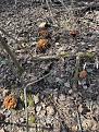 Click image for larger version

Name:	IMG_2738.jpg
Views:	15
Size:	181.6 Кб
ID:	180401
