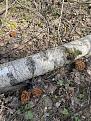 Click image for larger version

Name:	IMG_2740.jpg
Views:	14
Size:	166.5 Кб
ID:	180402
