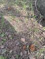 Click image for larger version

Name:	IMG_2795.jpg
Views:	15
Size:	156.3 Кб
ID:	180415