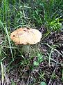 Click image for larger version

Name:	20200609_105624.jpg
Views:	16
Size:	157.6 Кб
ID:	180671